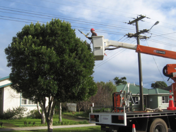 residential powerline pruning-379